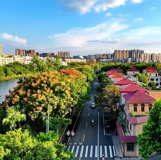 江西贛州南康區：欒樹花開 城市景美